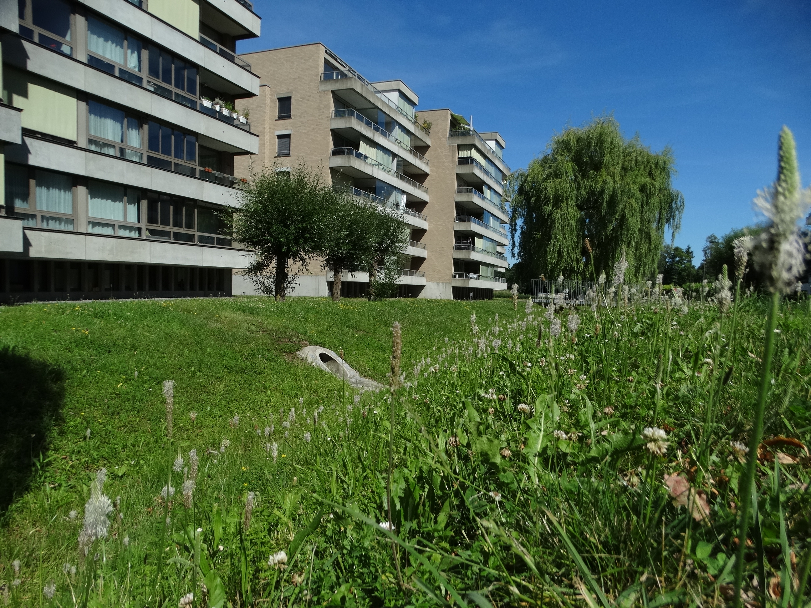 offene und grüne Entwässerungsgräben im Glattpark Opfikon.
