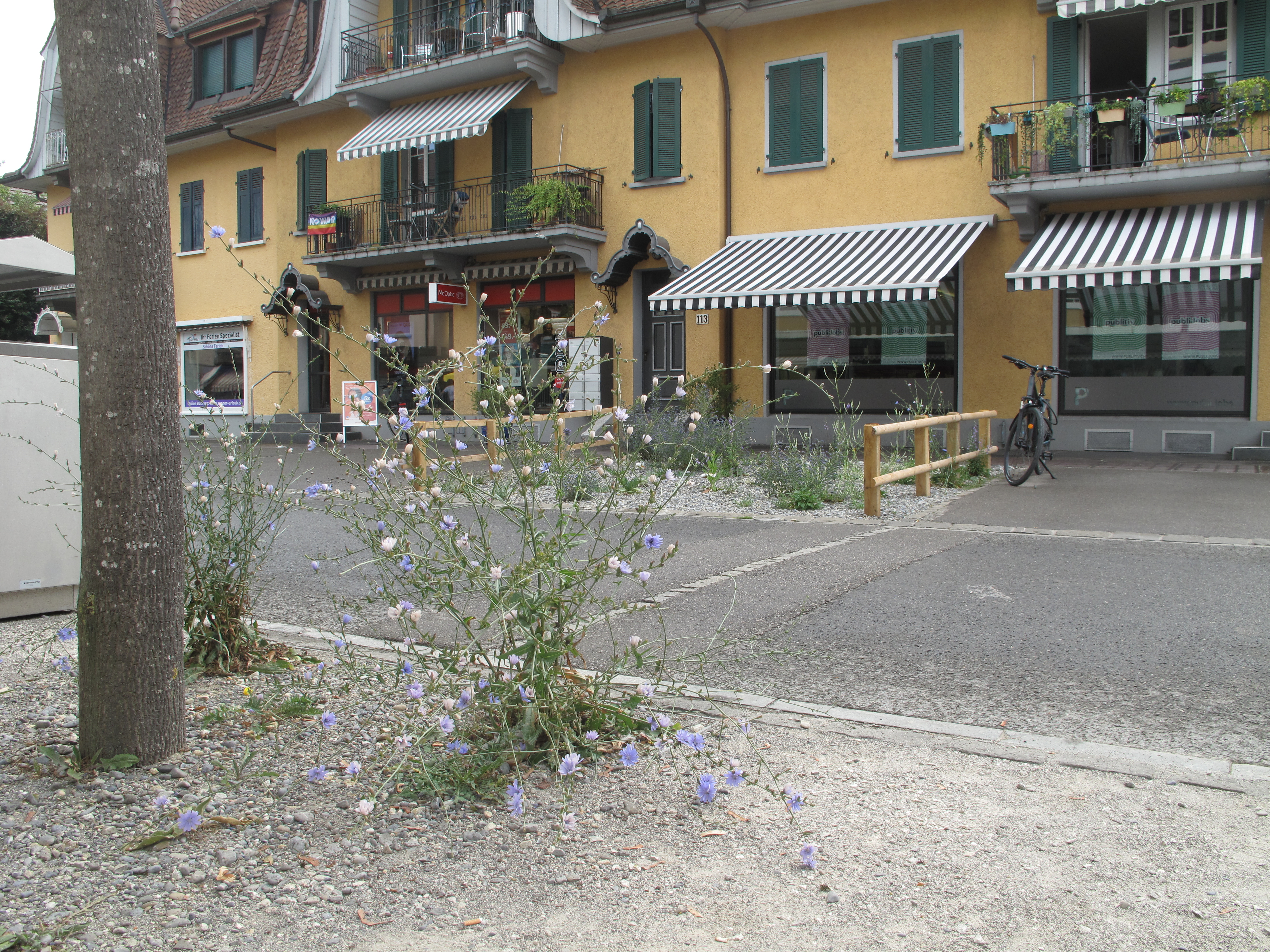 Gelbe Reihenhäuser im Hintergrund. Eingezäunte Versickerungsflächen mit Vegetation links und rechts einer Strasse.