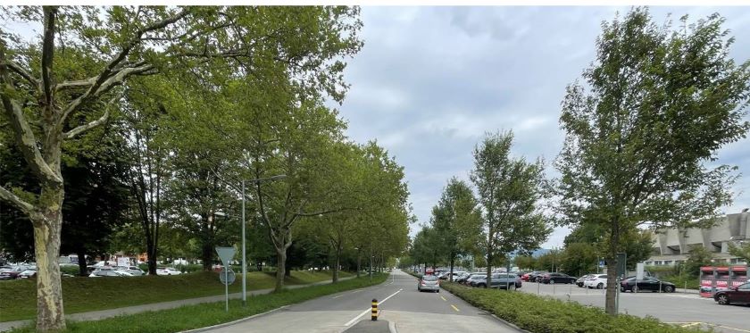 Strasse mit Vegetation